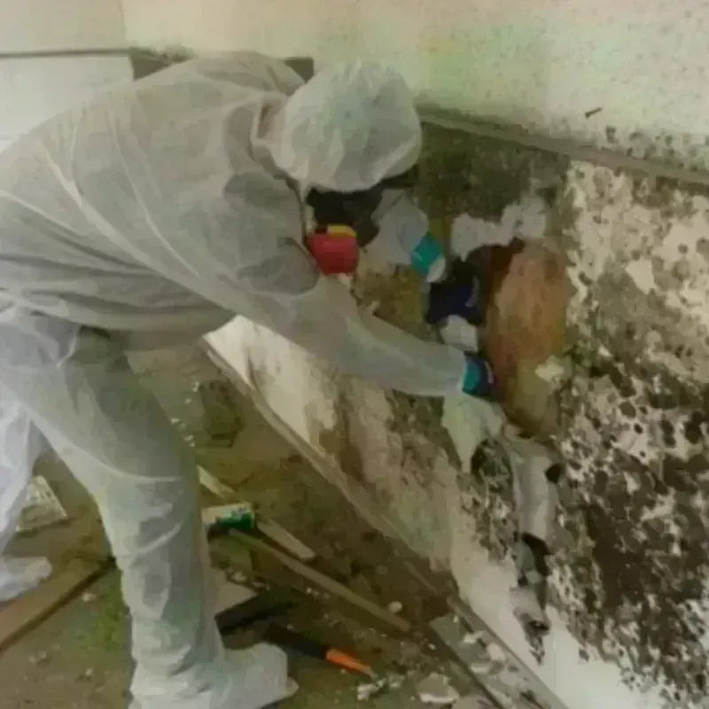 Mold Remediation and Removal in College Station, TX